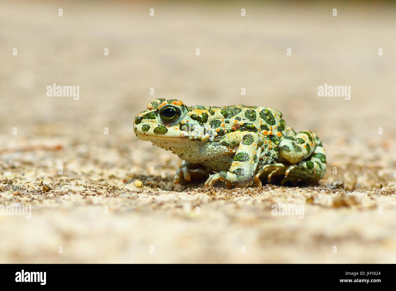young european common green toad ( Bufotes viridis ) Stock Photo