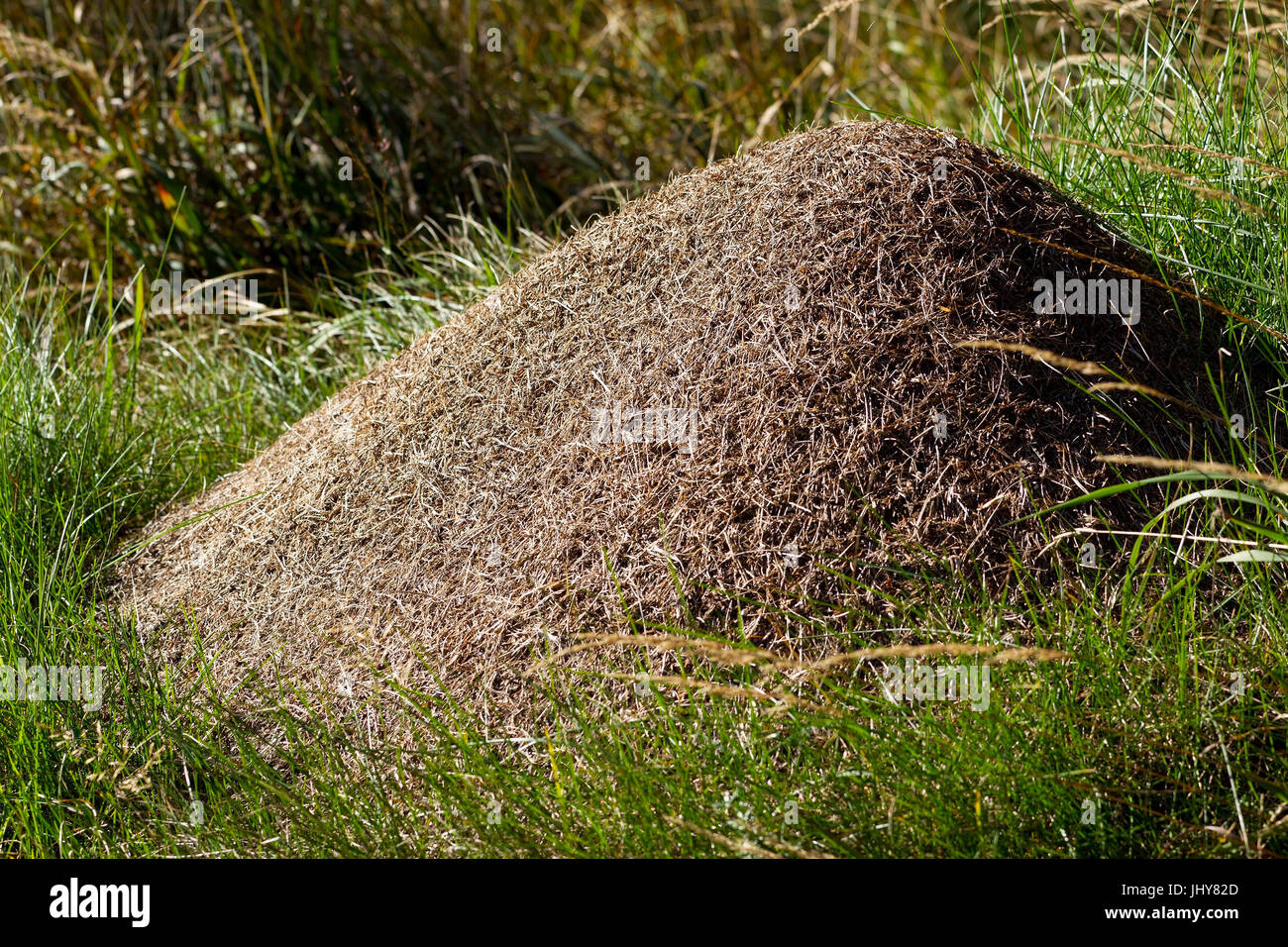 Ant heap at the edge of the forest - anthill, Ameisenh¸gel am Waldrand - anthill Stock Photo