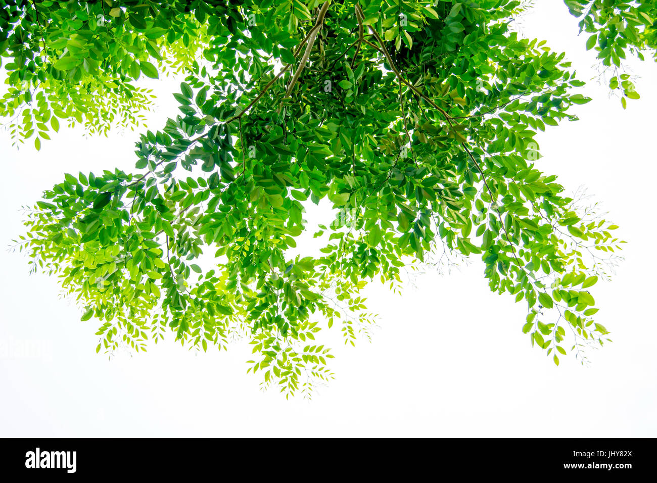 The branches and leaves are green on a white background,Clipping Path. Stock Photo