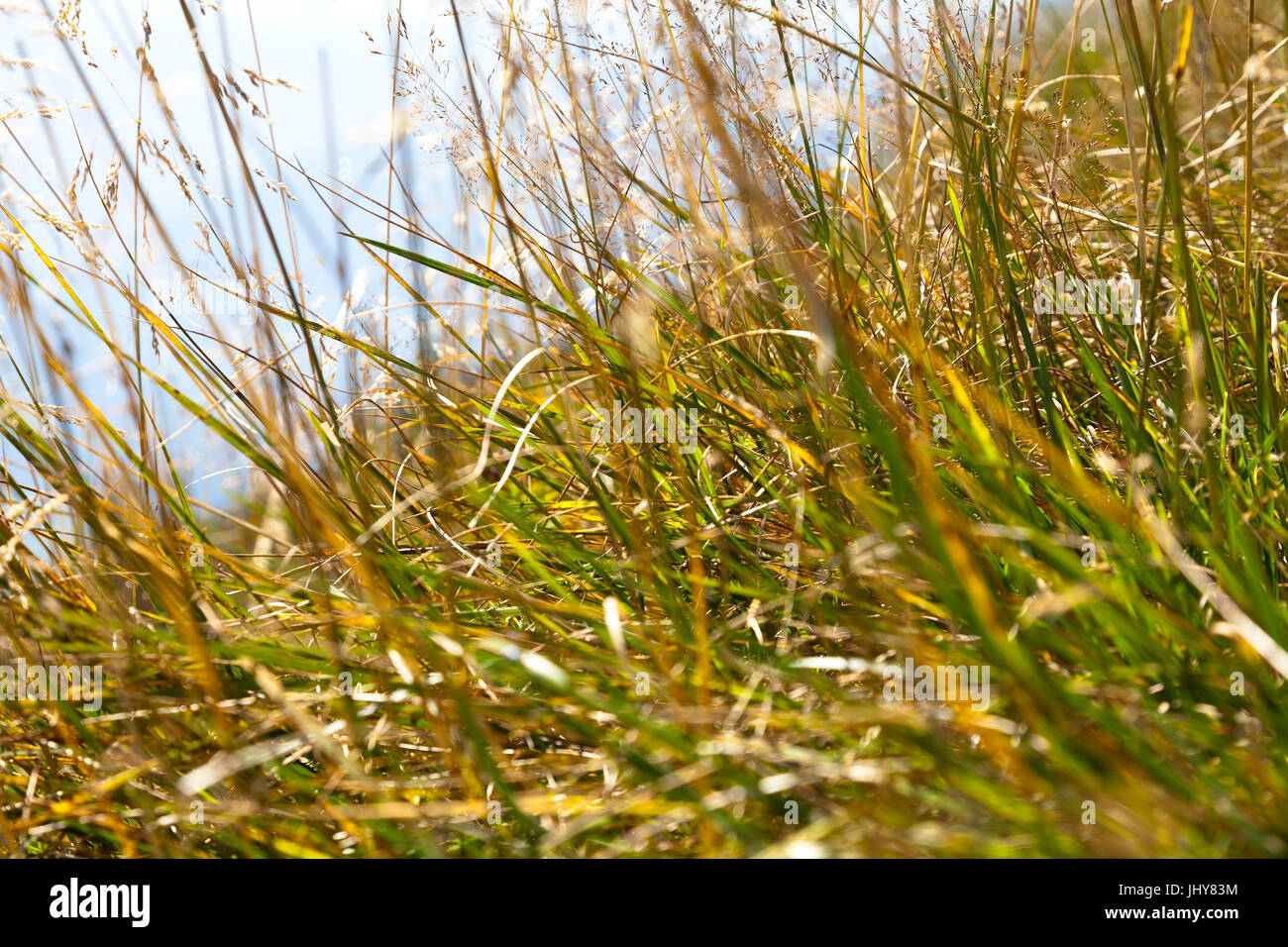 Dry grass - Dry graze, Duerres Gras - Dry gras Stock Photo