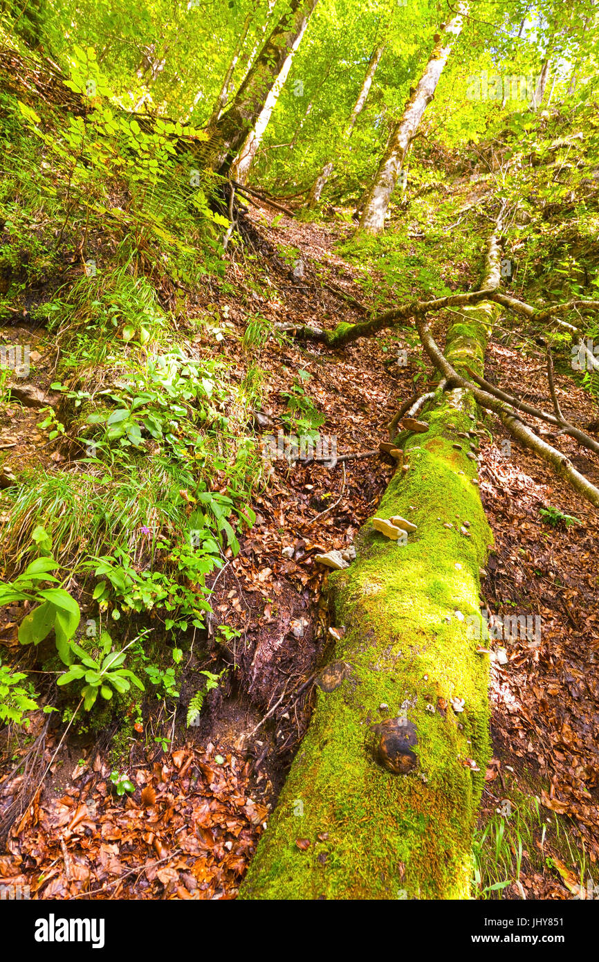 Wood, forest ground, precipitous slope - forest, forest soil, flank of a hill, Wald, Waldboden, steiler Abhang - forest Stock Photo