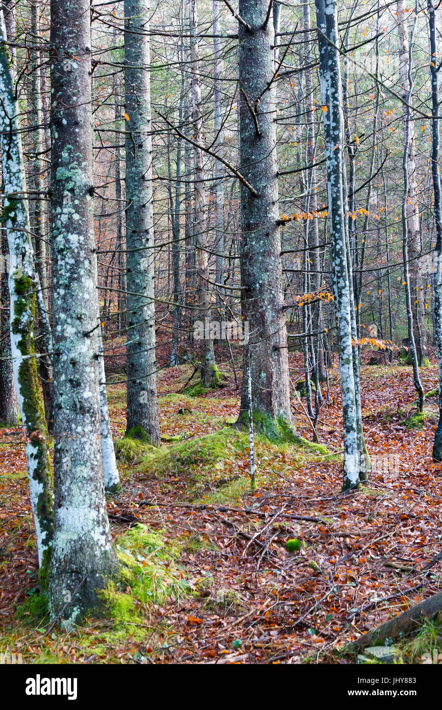 Balder Tree High Resolution Stock Photography and Images - Alamy