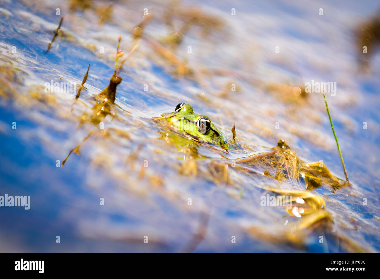 Common European water frog, green frog in its natural habitat, Rana