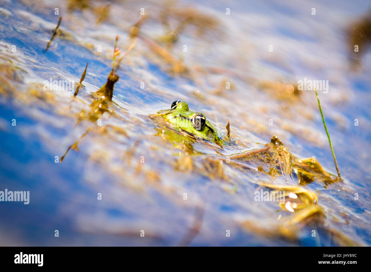 Common European water frog, green frog in its natural habitat, Rana esculenta Stock Photo