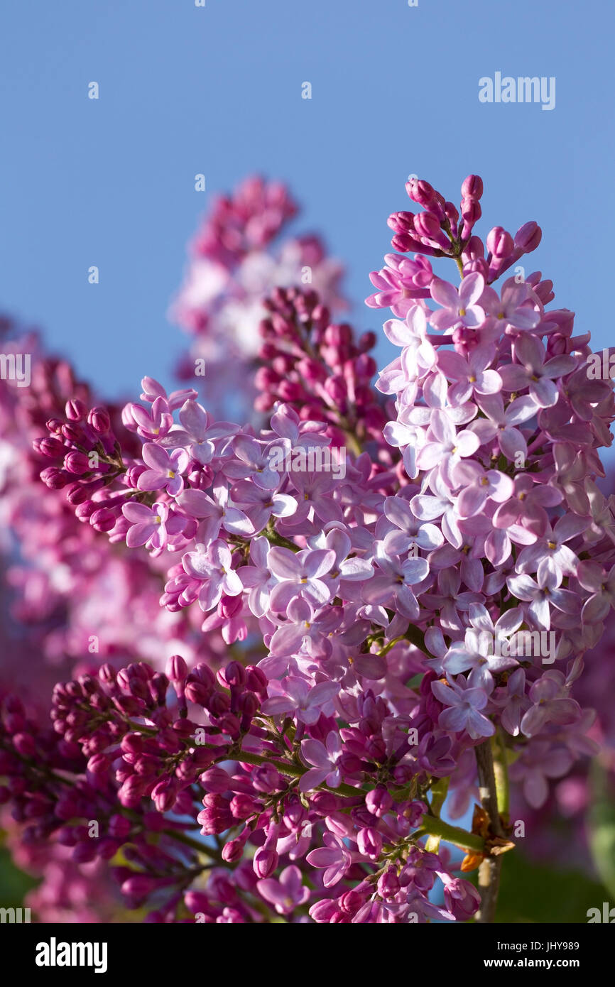 Blossoming lilac - Lilac, Bluehender Flieder - Lilac Stock Photo