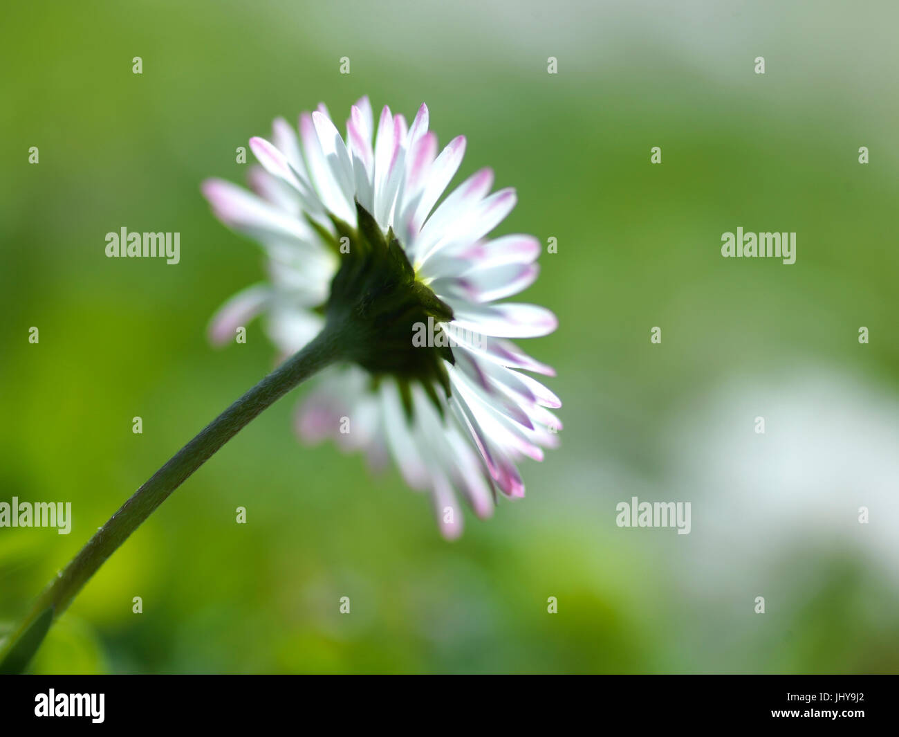 Daisies - Daisy, Gaensebluemchen - Daisy Stock Photo