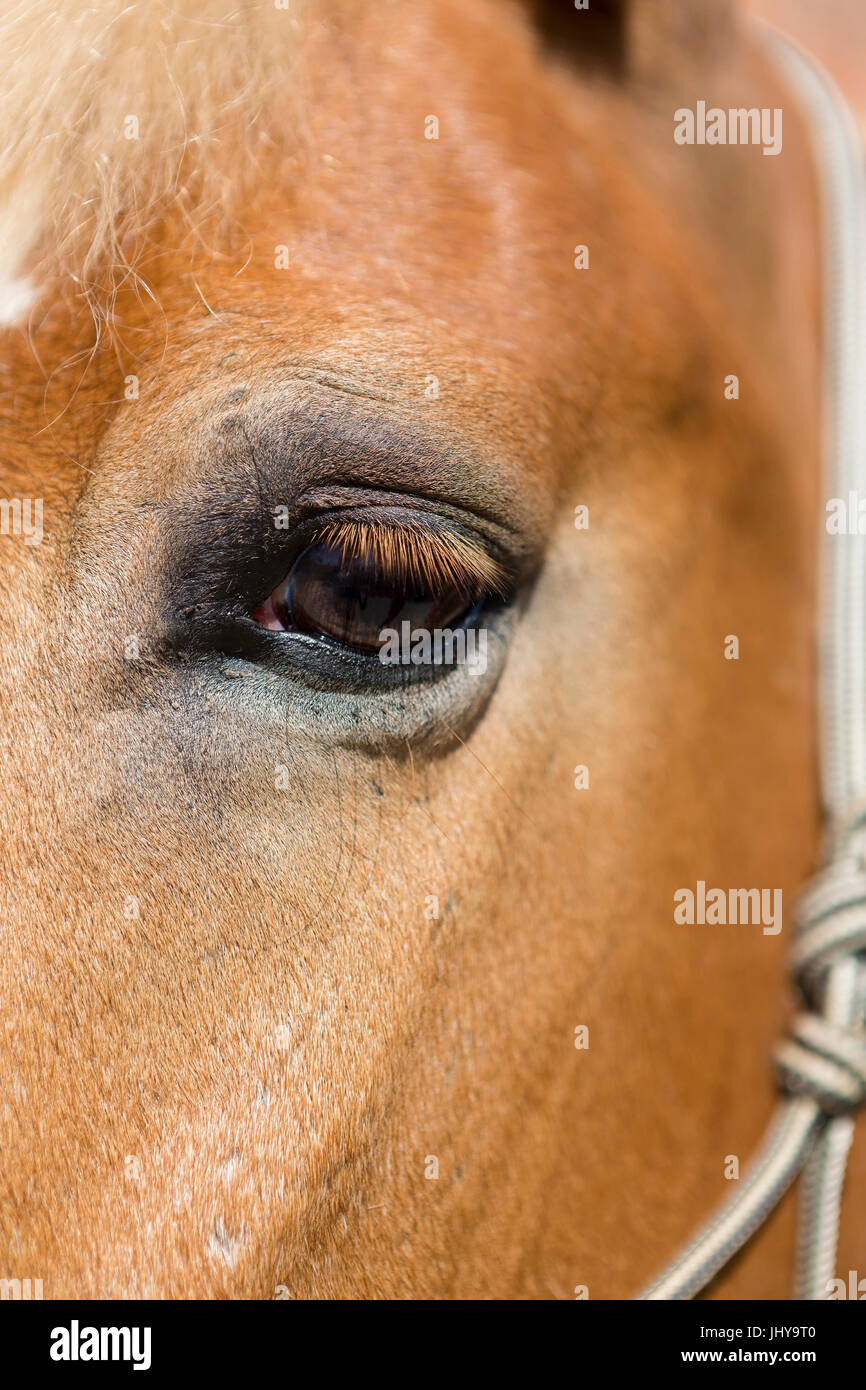 Eye of a Haflo Arab mare, Haflinger Arabs - Eye of in Arabian-Haflinger mare, Auge einer Haflo-Araber Stute, Haflinger-Araber - Eye of an Arabian-Hafl Stock Photo