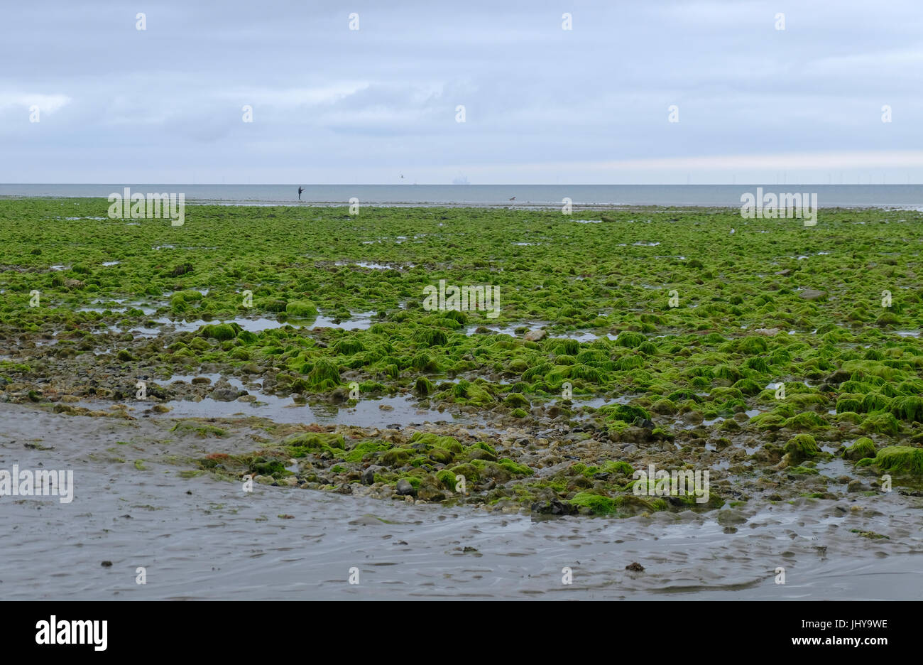 Green slimey seaweed hires stock photography and images Alamy