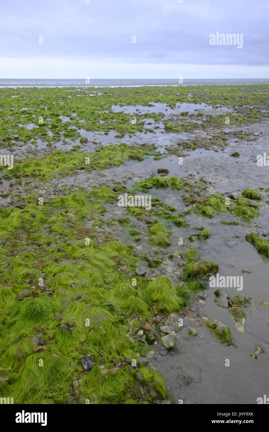Large deposits of seaweed at low tide at Ferring Beach, near Worthing
