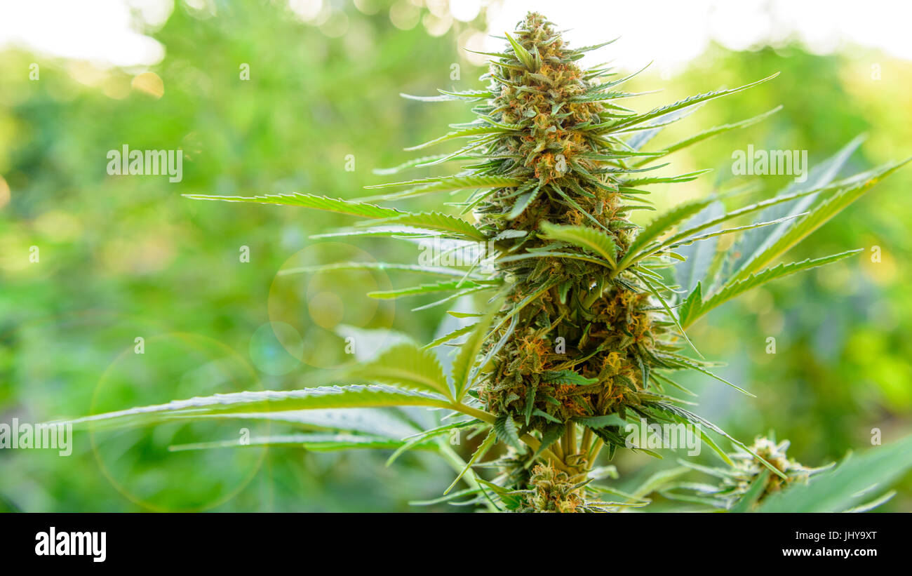 Marijuana plant with flower, cannabis bud in golden summer light Stock Photo