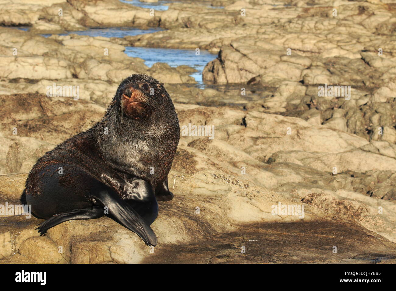 Otarie High Resolution Stock Photography And Images Alamy