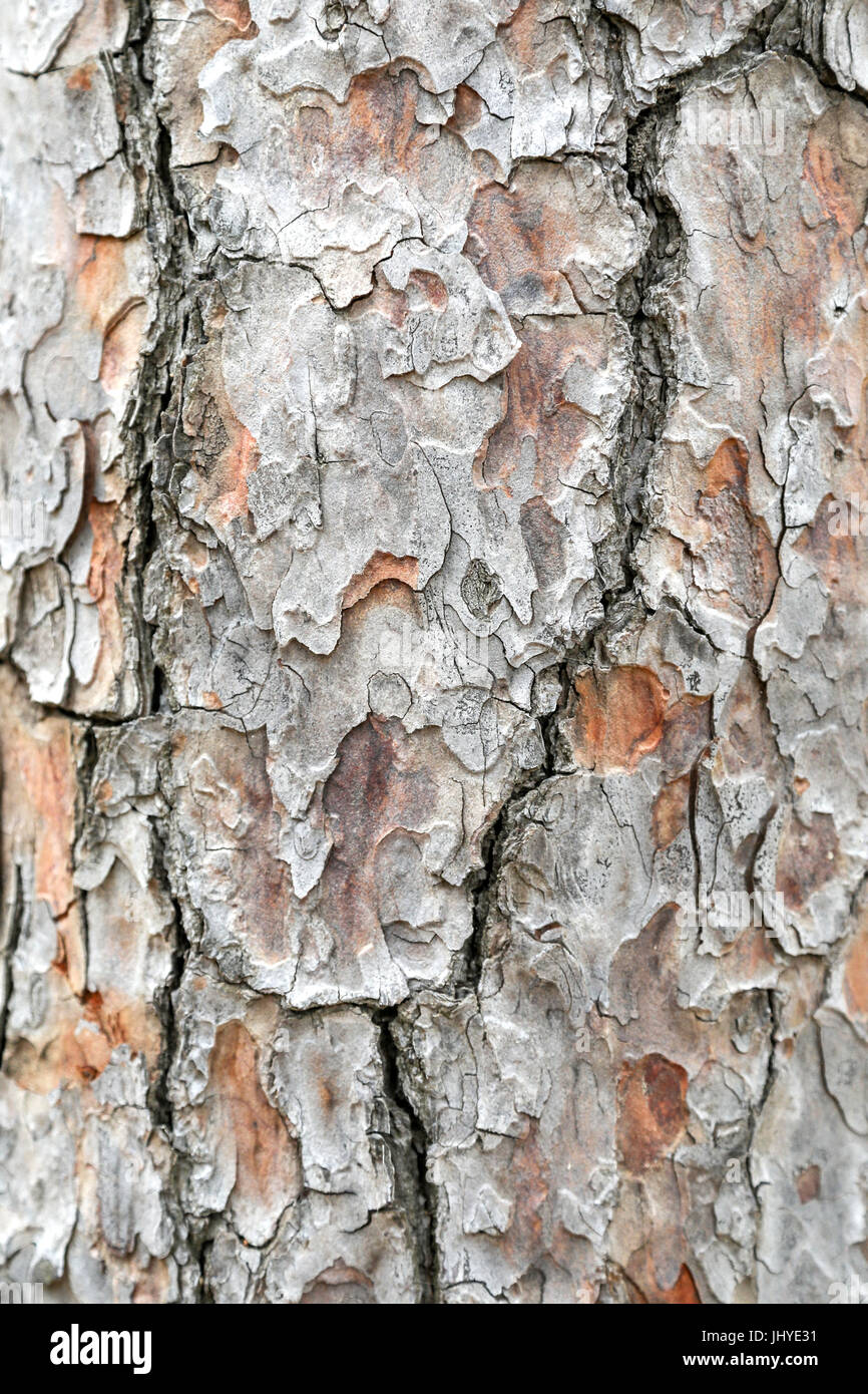 Bark of a tree nature background Stock Photo - Alamy