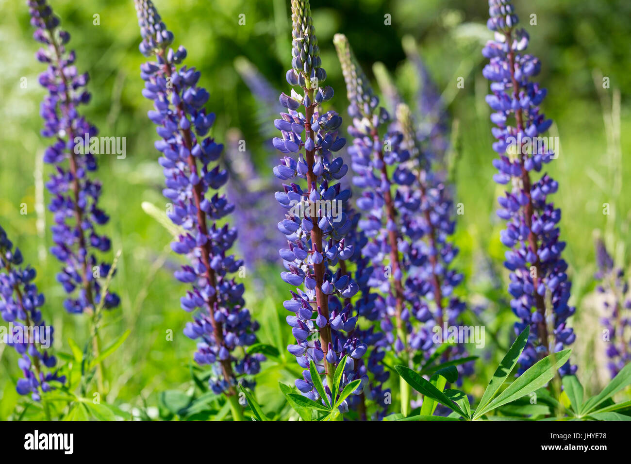 Blossoming lupins (Lupinus) - Blooming Lupins (Lupinus), Bluehende Lupinen (Lupinus) - Blooming Lupins (Lupinus) Stock Photo