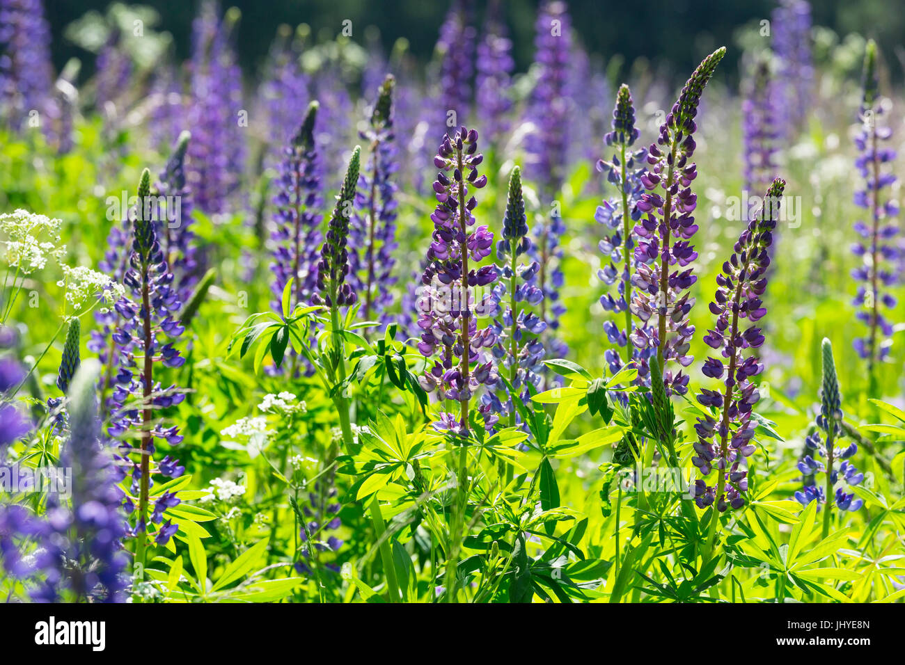 Blossoming lupins (Lupinus) - Blooming Lupins (Lupinus), Bluehende Lupinen (Lupinus) - Blooming Lupins (Lupinus) Stock Photo