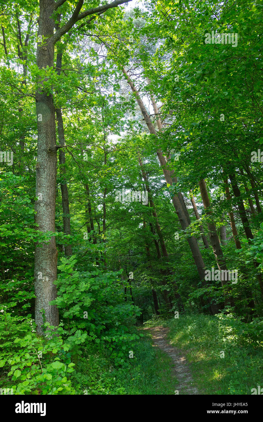 Forest way jump in the spring - Forest road in, Waldweg im Frühling - Forest road in spring Stock Photo