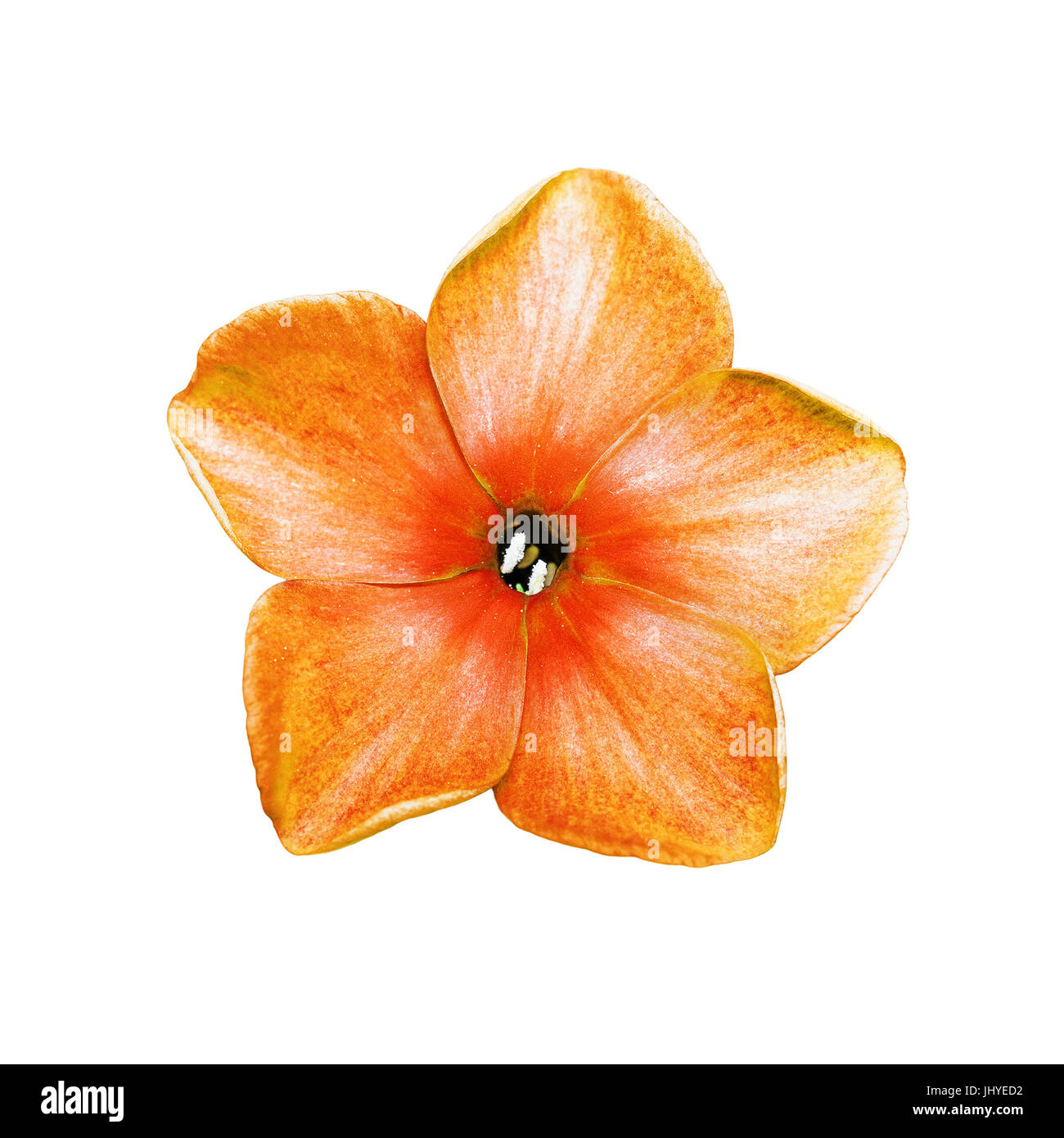 Orange Phlox Flower Isolated on White Stock Photo