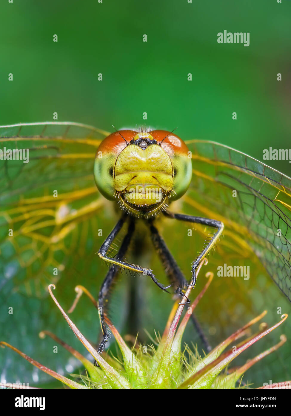 Funny Smiling Dragonfly Portrait Stock Photo