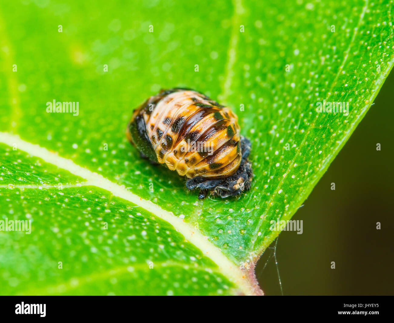 Insect Egg Stock Photos & Insect Egg Stock Images Alamy