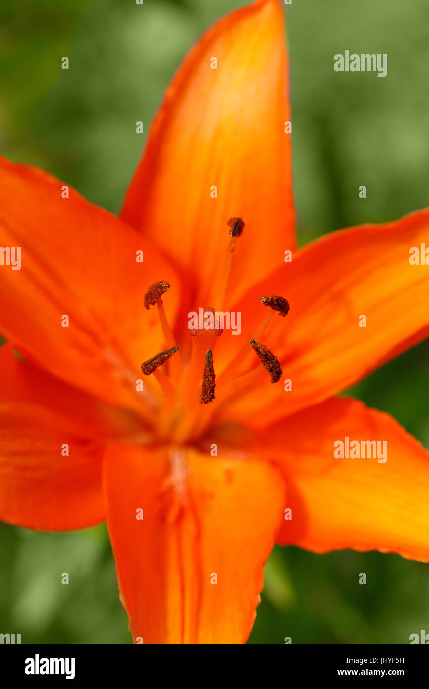 Close up detail of flowering beautiful orange lily Stock Photo - Alamy