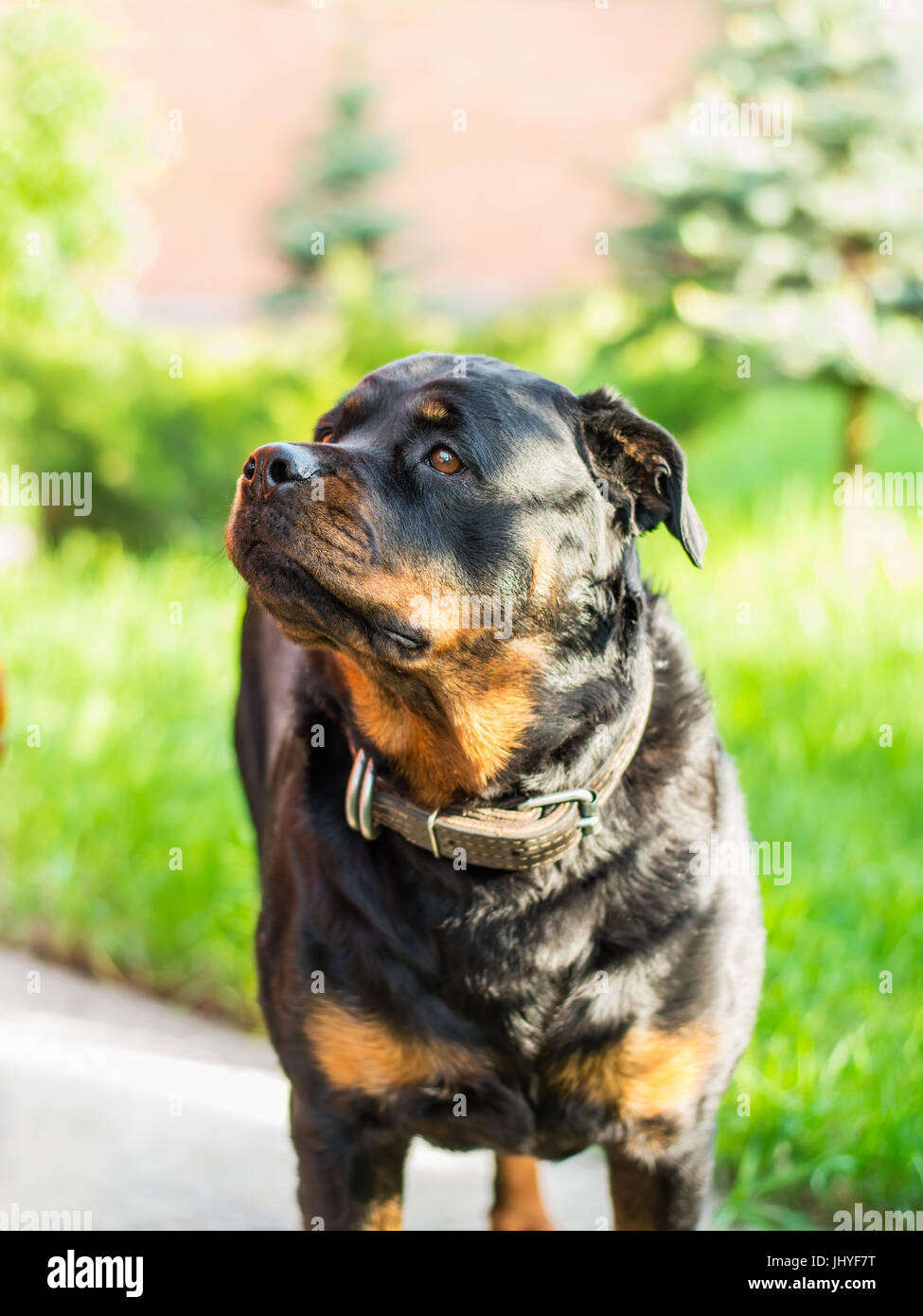 Rottweiler summer hi-res stock photography and images - Alamy