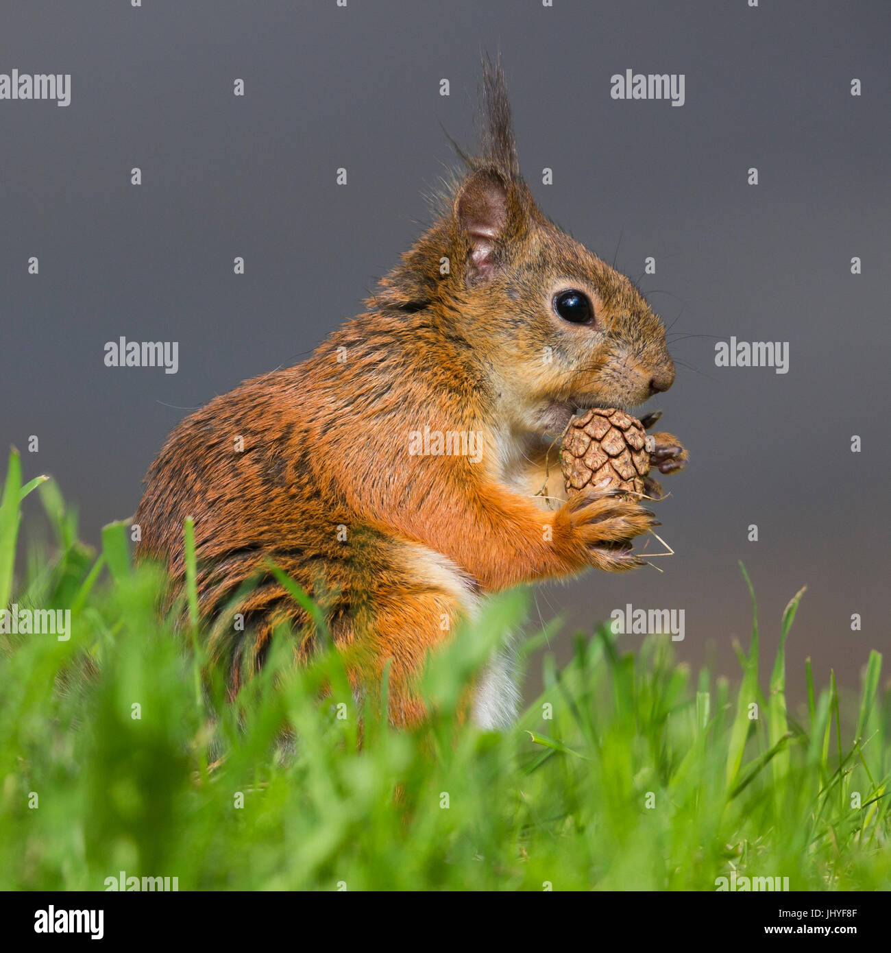 Red Squirrel (Sciurus vulgaris), adult female feeding on a pine cone Stock Photo
