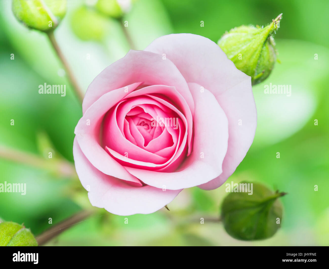 Pink rose flower wallpaper hi-res stock photography and images - Alamy