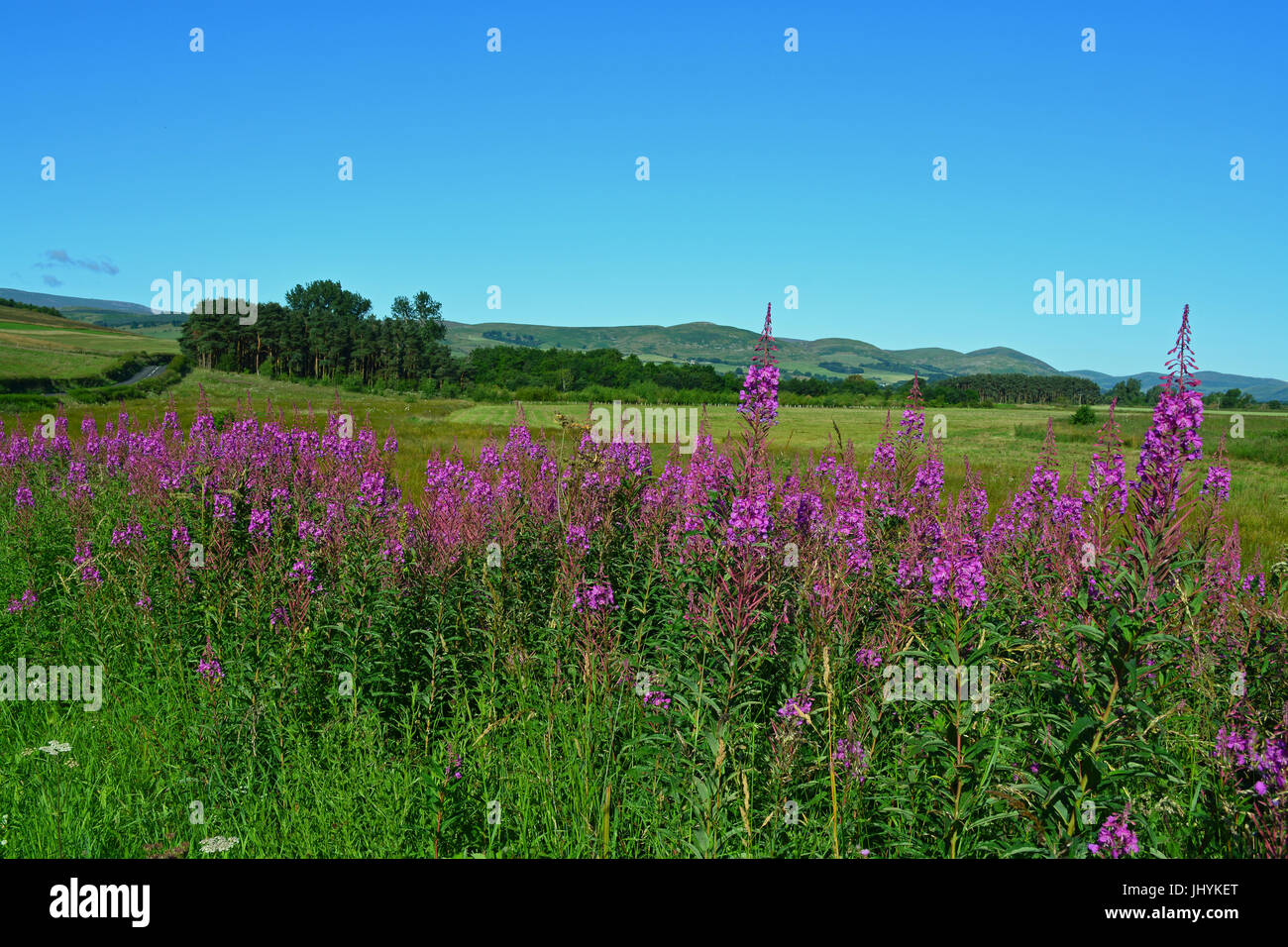 Rosebay willow herb hi-res stock photography and images - Alamy