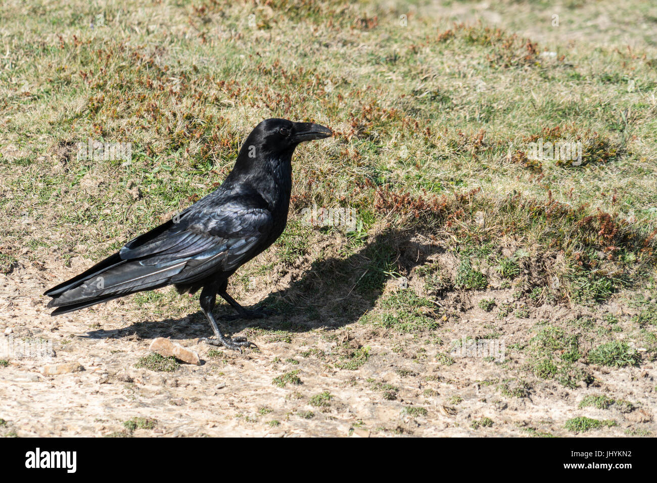 Close up of a single Raven (Corvus corax) walking across rough grassland Stock Photo