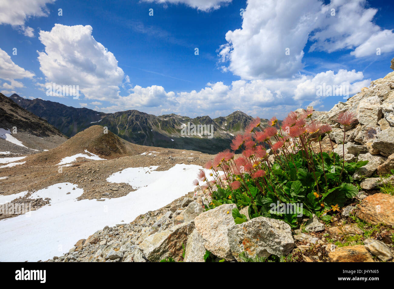Colourful flowers in bloom framed by rocky peaks, Joriseen, Jorifless Pass, canton of Graubunden, Engadine, Switzerland, Europe Stock Photo