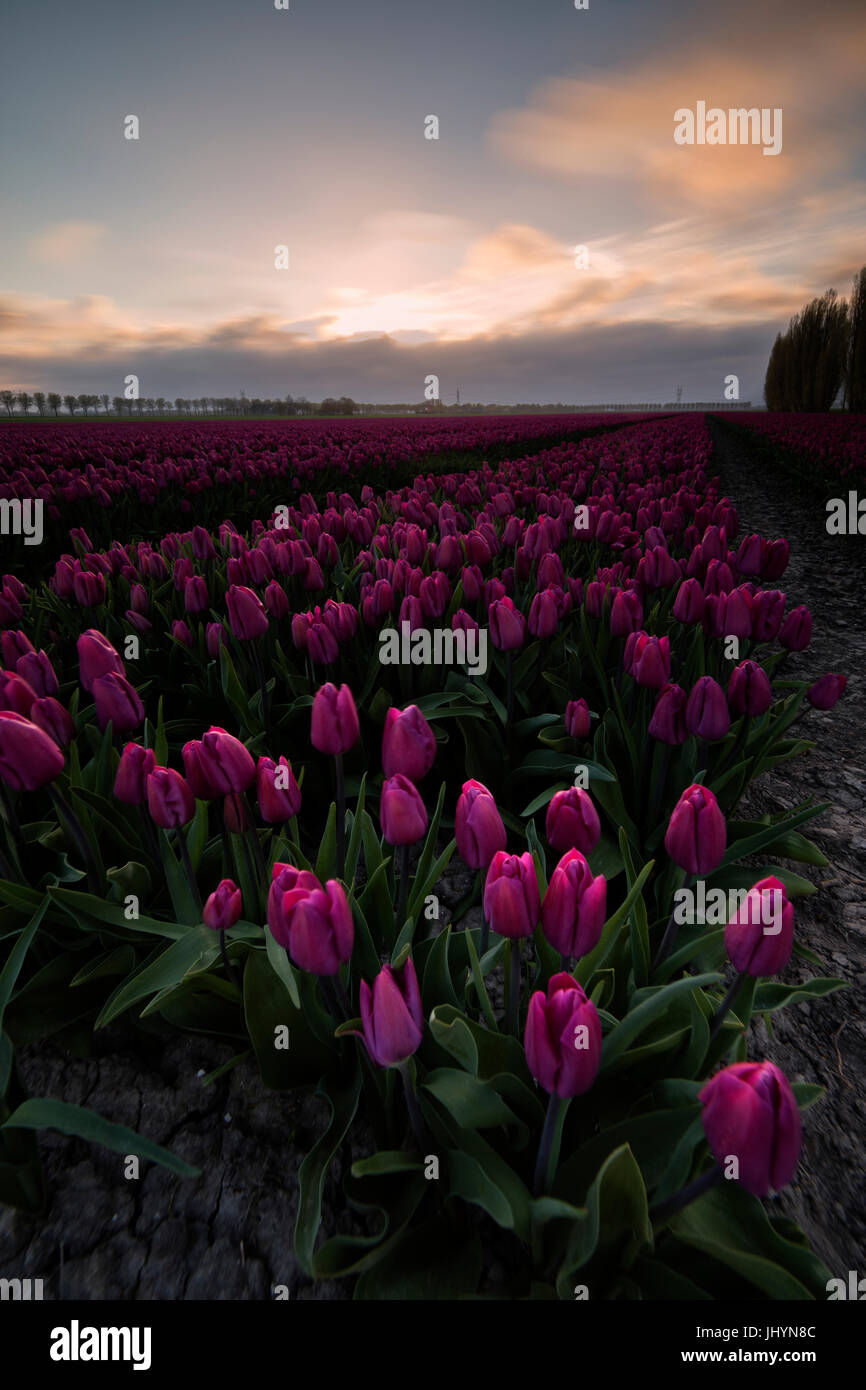 Colourful fields of tulips in bloom at dawn, De Rijp, Alkmaar, North Holland, Netherlands, Europe Stock Photo