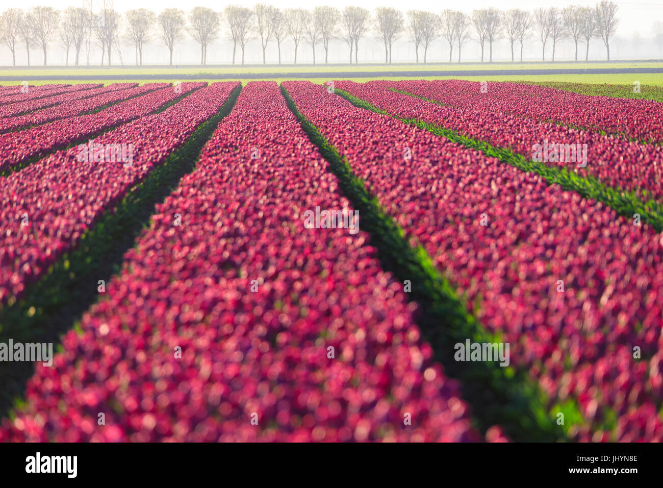 The colourful fields of tulips in bloom and trees in the countryside at dawn, De Rijp, Alkmaar, North Holland, Netherlands Stock Photo