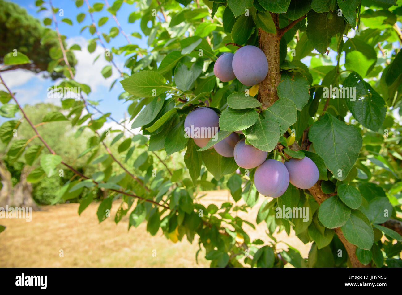 Plum tree branch close up with many ripe purple fruits in orchard Stock Photo