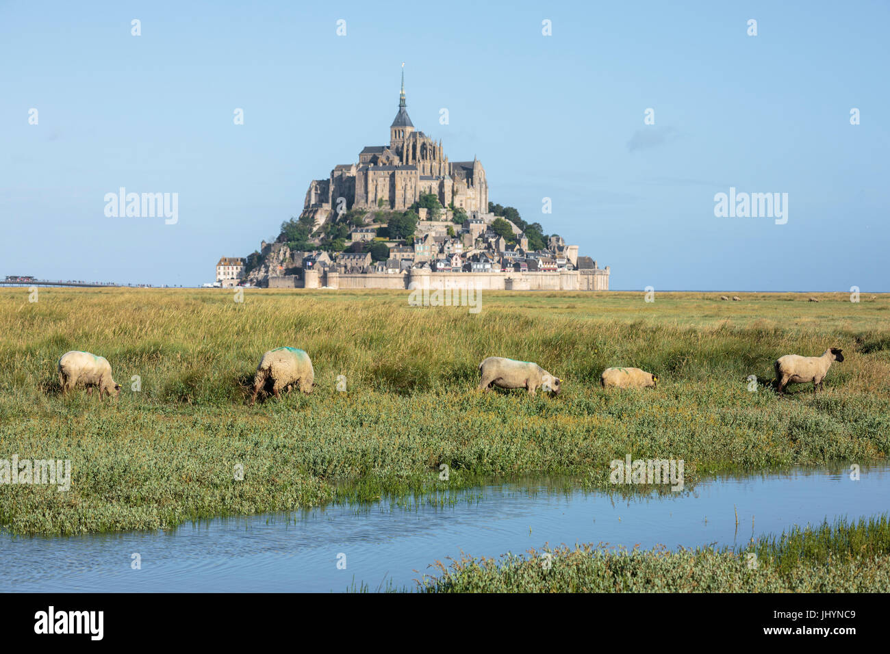 Sheep grazing with the village in the background, Mont-Saint-Michel, UNESCO World Heritage Site, Normandy, France, Europe Stock Photo