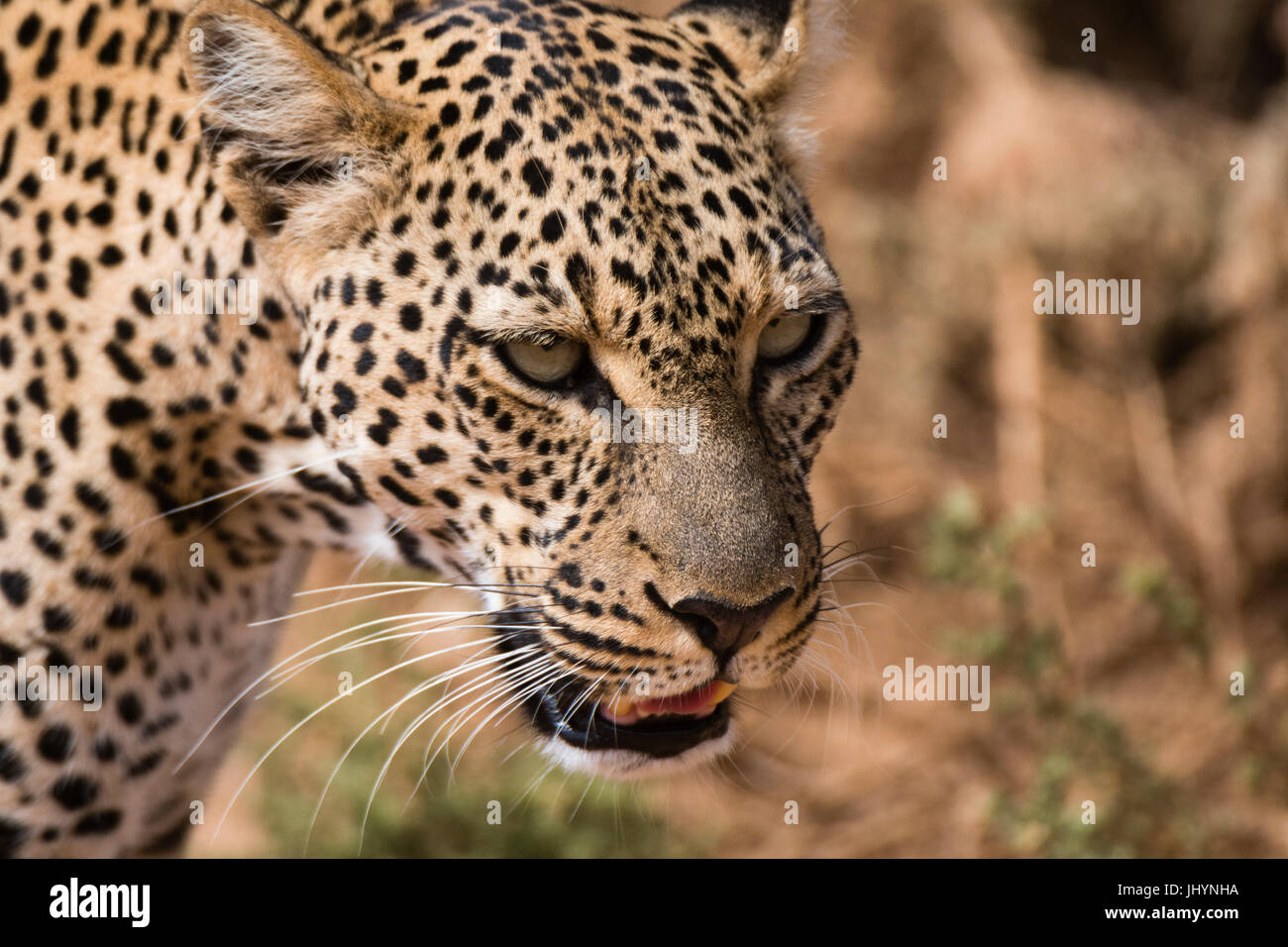 Portrait of a leopard (Panthera pardus), Samburu National Reserve, Kenya, East Africa, Africa Stock Photo