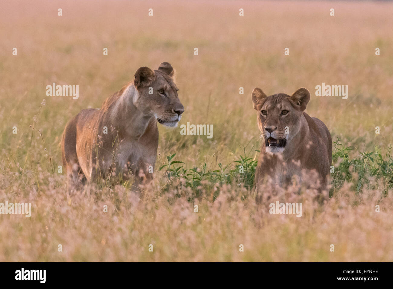 Portrait of two lionesses (Panthera leo) in the savannah, Masai Mara, Kenya, East Africa, Africa Stock Photo