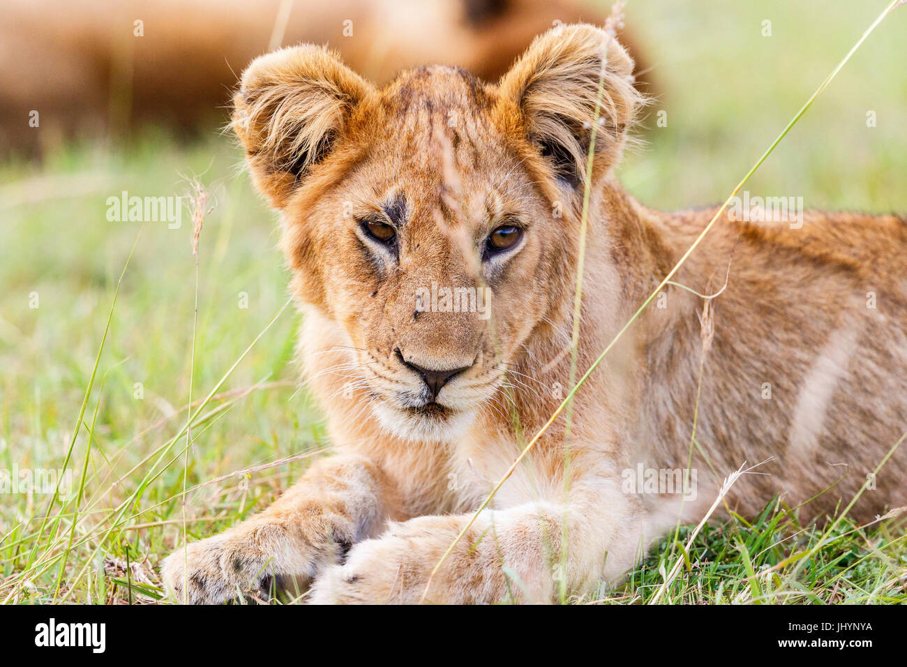 Cute lion cub lying in the grass on the African savanna Stock Photo