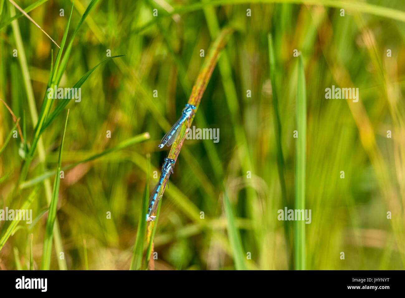 Two common blue damselfly on a blade of grass Stock Photo - Alamy