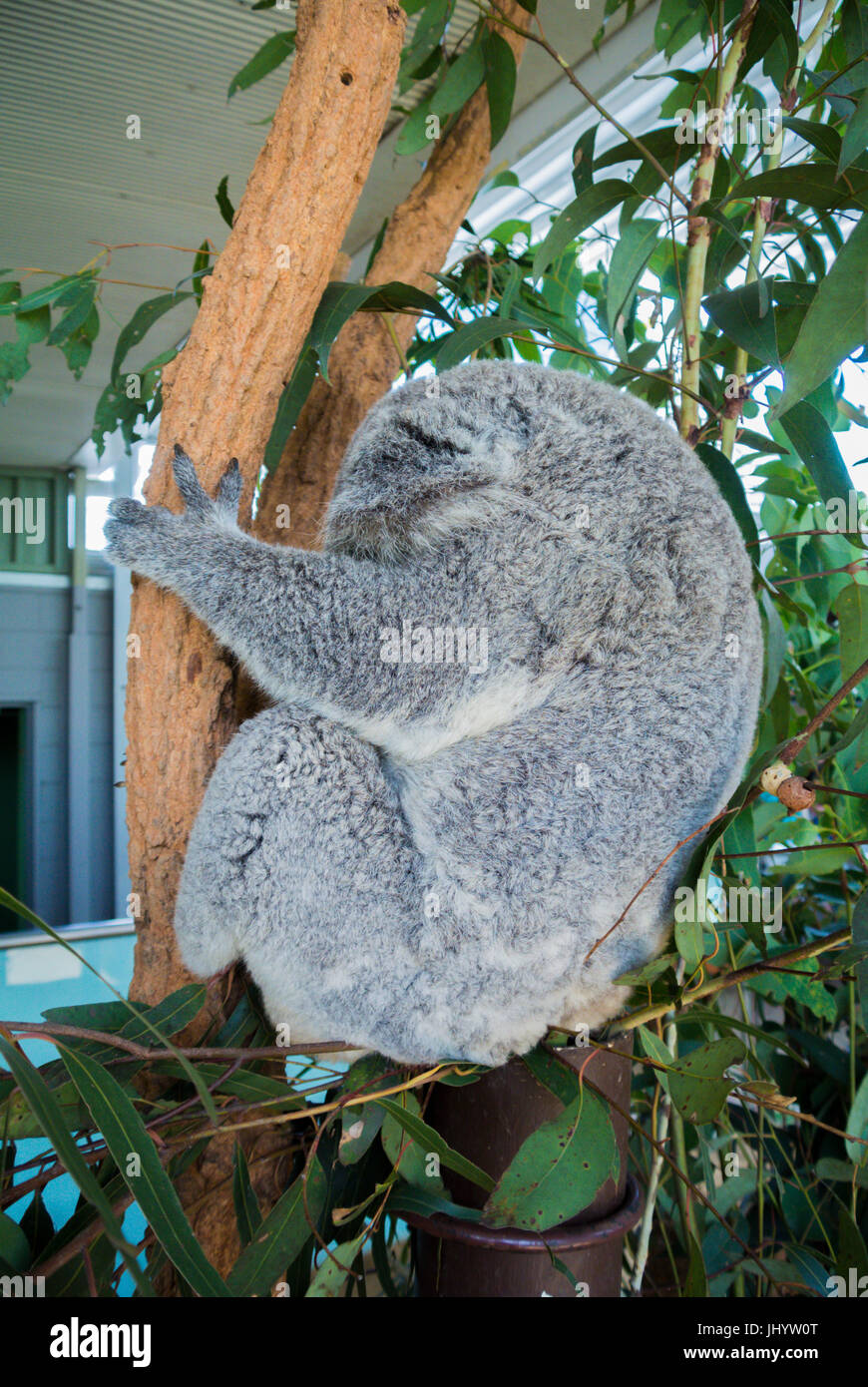 koala Sydney Australie Stock Photo