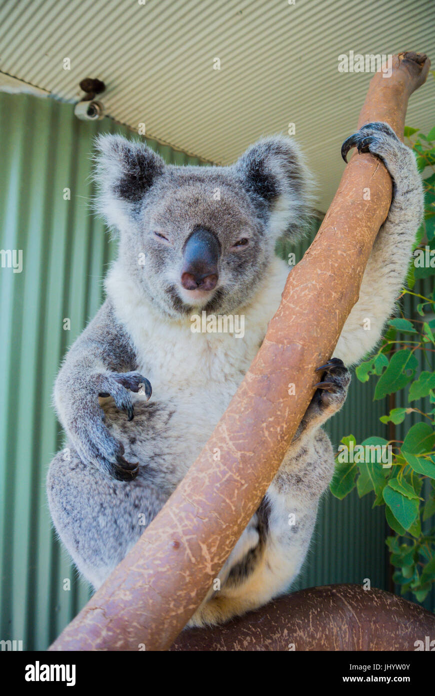 koala Sydney Australie Stock Photo