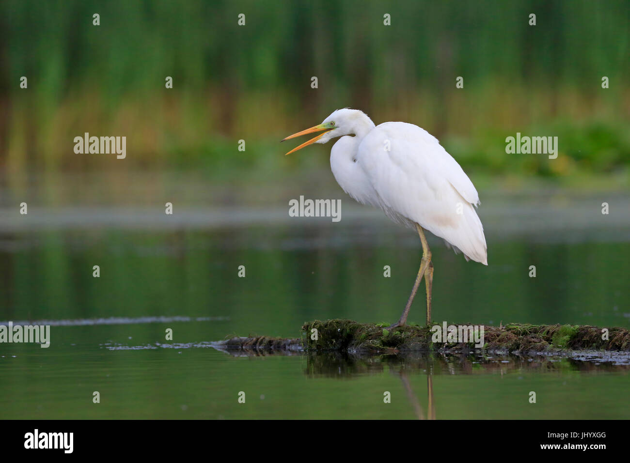Great Egret in breeding plumage in the Danube delta Romania Stock Photo