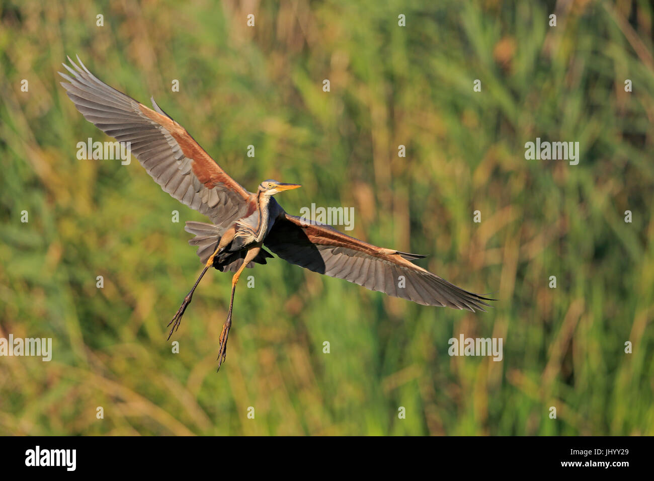 Purple Heron flying in the Danube Delta Romania Stock Photo