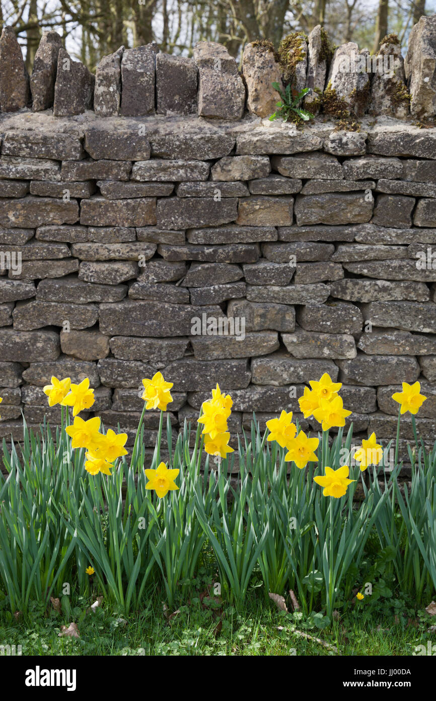 Daffodils beneath Cotswold dry stone wall, Blockley, Cotswolds, Gloucestershire, England, United Kingdom, Europe Stock Photo