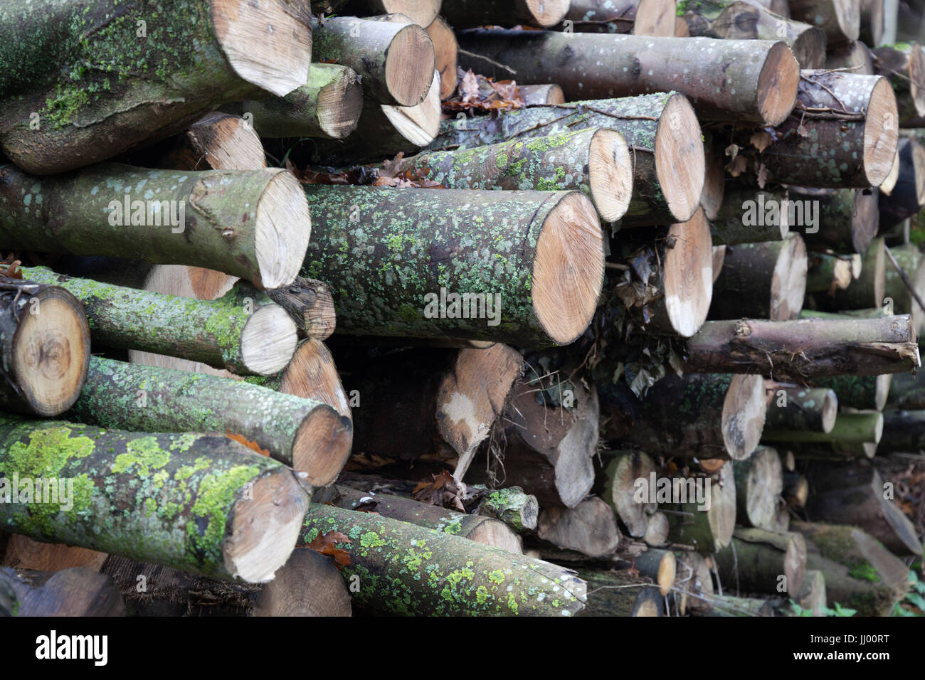 Chopped wood, Gloucestershire, England, United Kingdom, Europe Stock