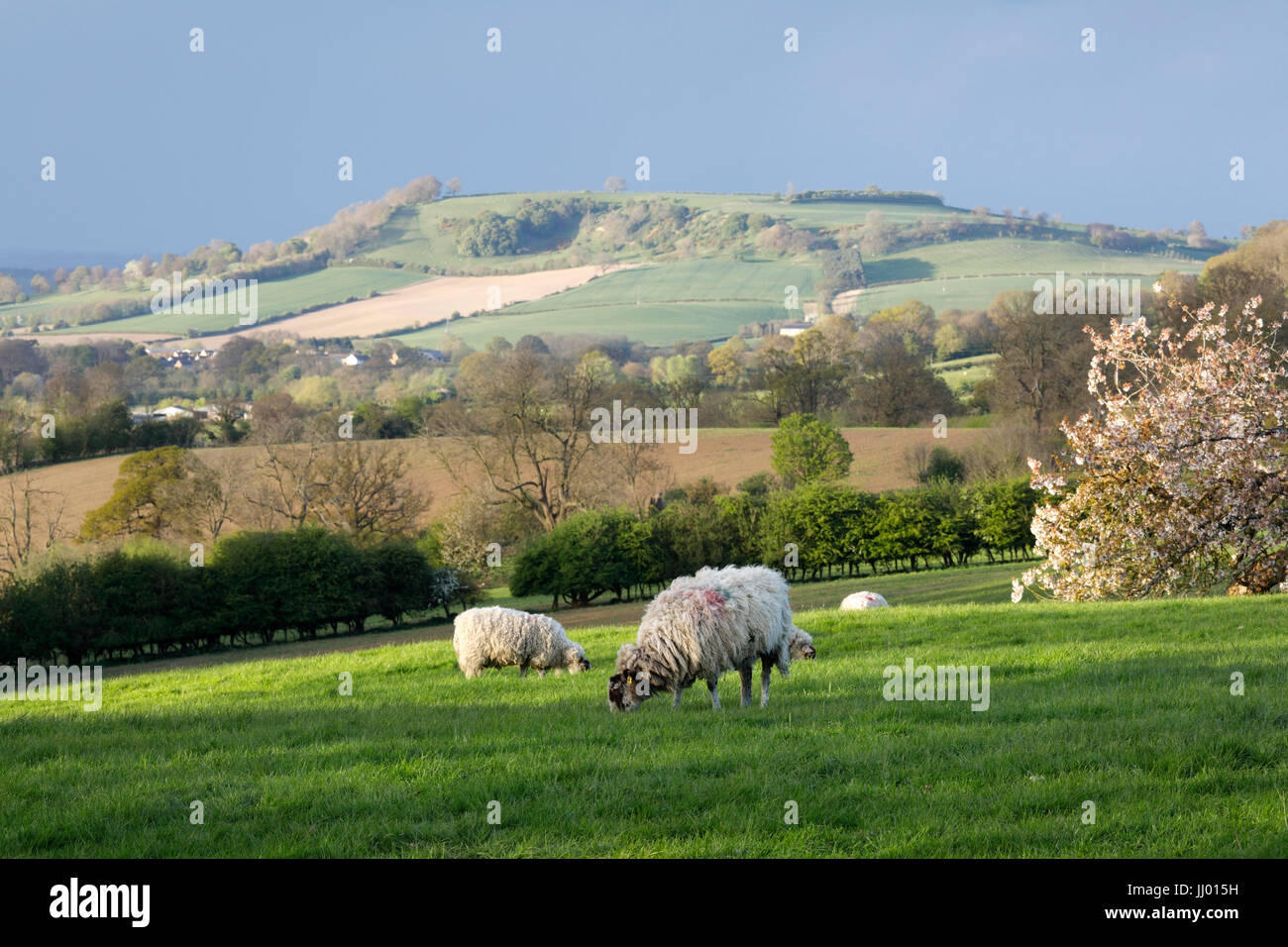 View of Meon Hill with sheep and white blossom in spring, Mickleton