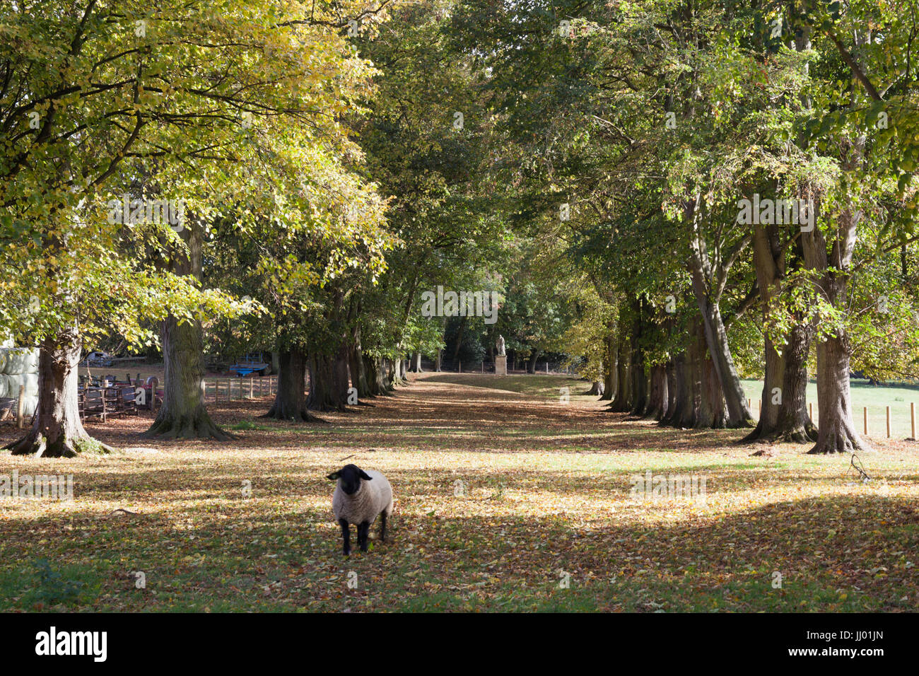 Avenue of trees and sheep, Hidcote Bartrim, Cotswolds, Gloucestershire, England, United Kingdom, Europe Stock Photo