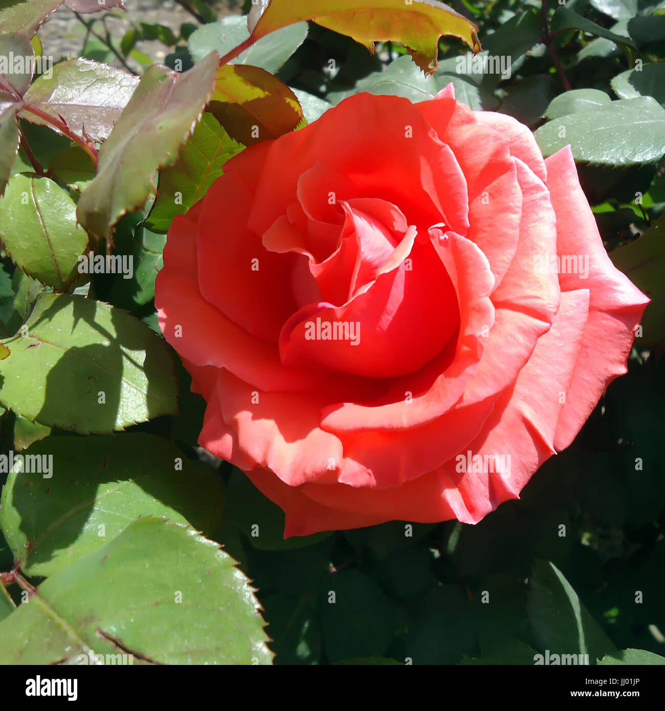 The head of a flower of a red rose in foliage Stock Photo - Alamy