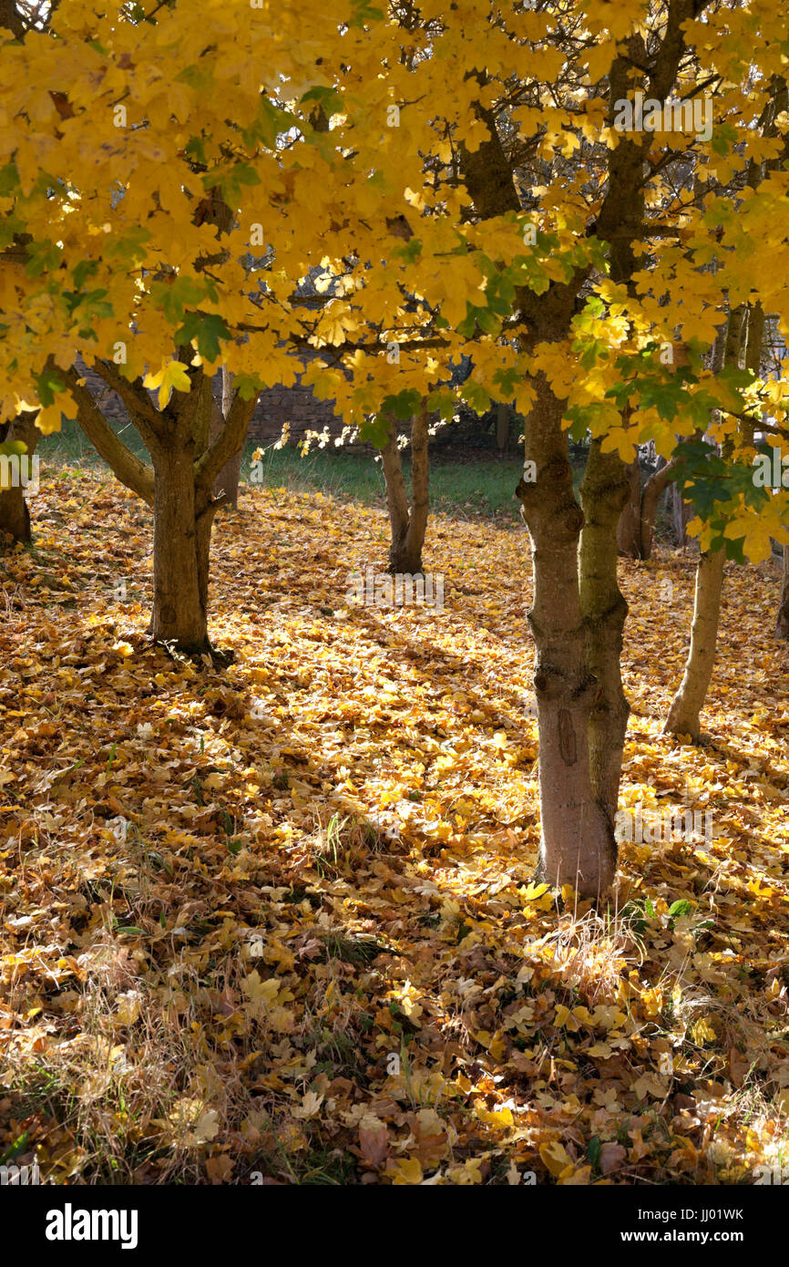 Autumnal trees, Snowshill, Cotswolds, Gloucestershire, England, United Kingdom, Europe Stock Photo