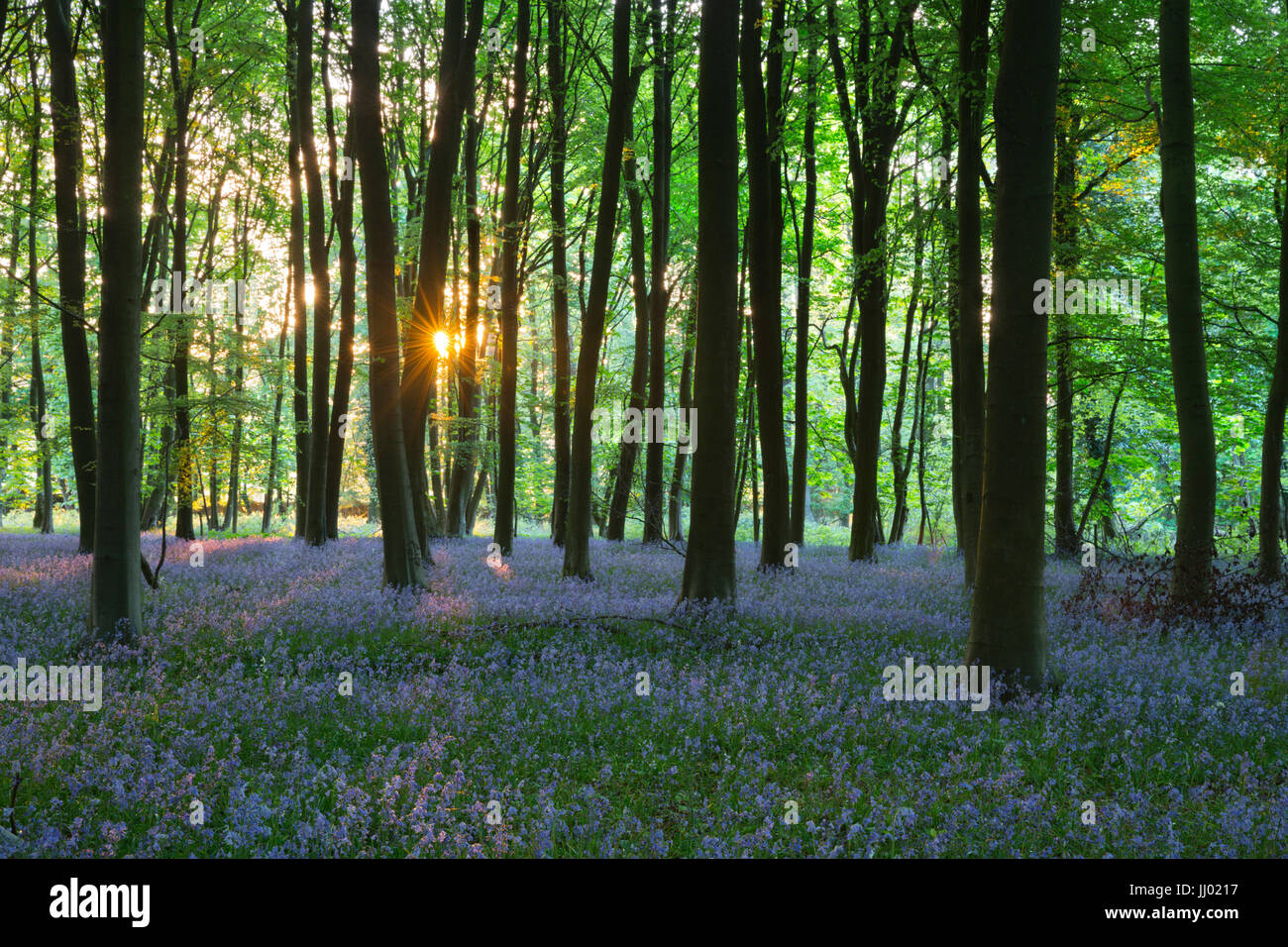 Bluebell wood, near Stow-on-the-Wold, Cotswolds, Gloucestershire, England, United Kingdom, Europe Stock Photo