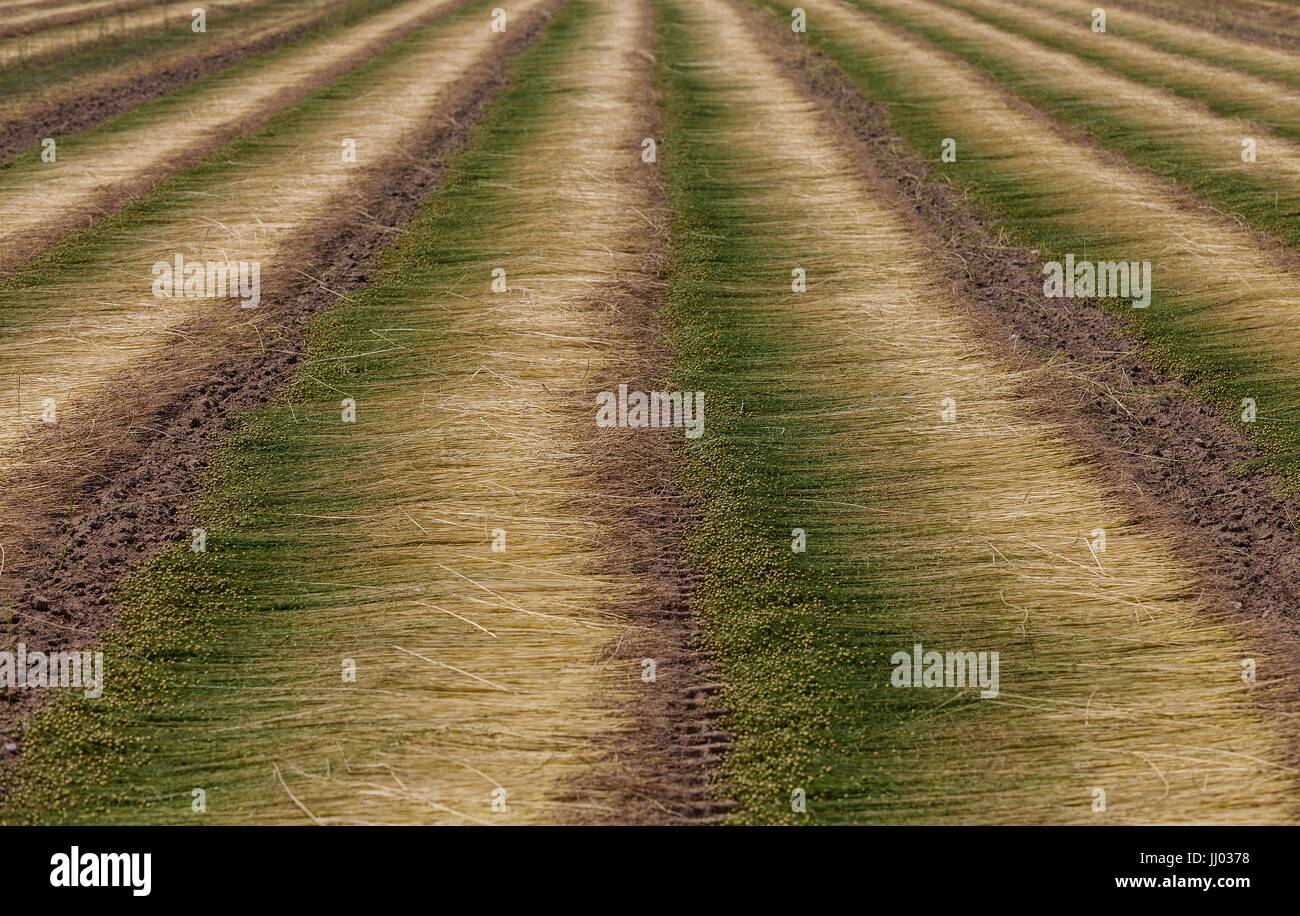 Linseed crop hi-res stock photography and images - Alamy