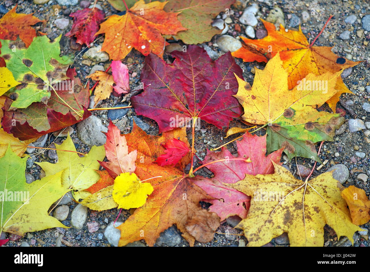 Background of colorful autumn leaves on forest floor Stock Photo - Alamy